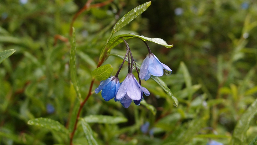 Bluebell Creeper (Billardiera heterophylla)