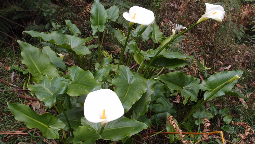 Arum lily (Zantedeschia aethiopica)