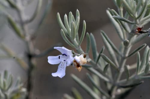 An upright shrub with small, pointed olive green leaves and a light purple flower