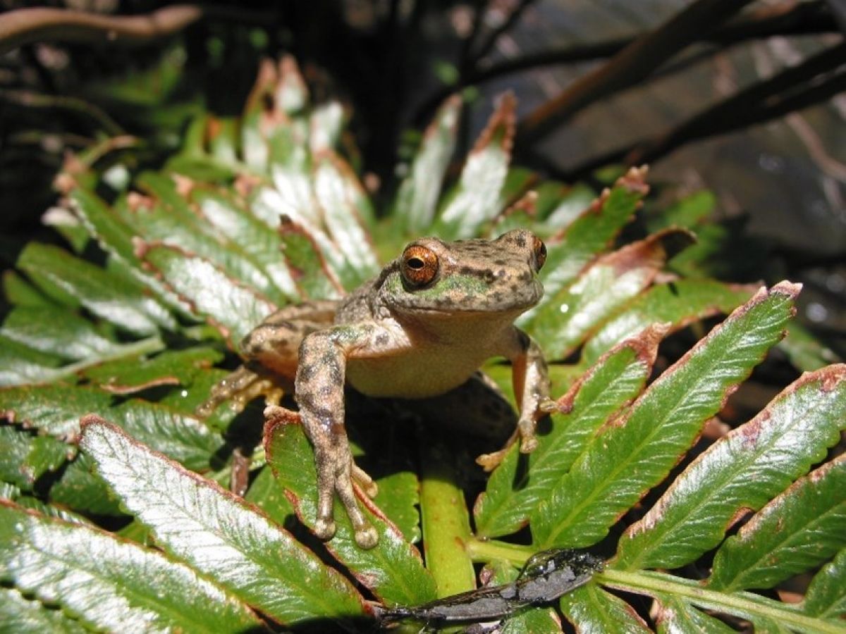 Spotted tree frog on aleaf in the sun