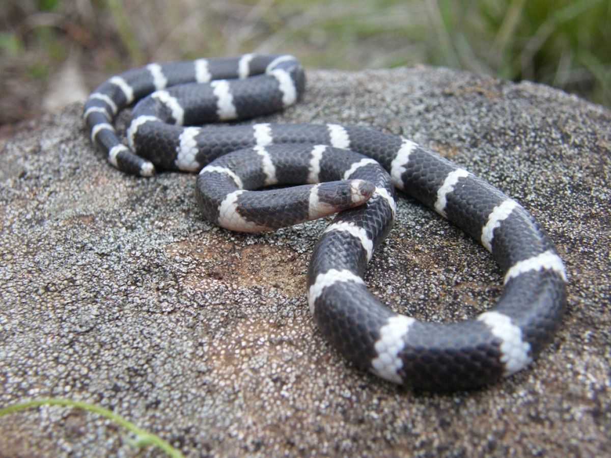 Bandy Bandy on a rock