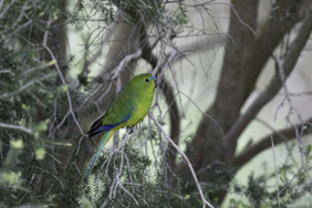 Orange-bellied Parrot sitting on a tree branch