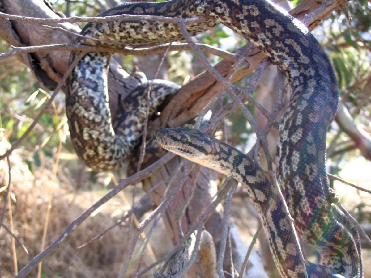 Carpet Python wrapped around a tree