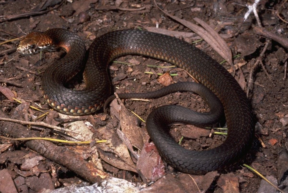 Highland Copperhead on bush ground