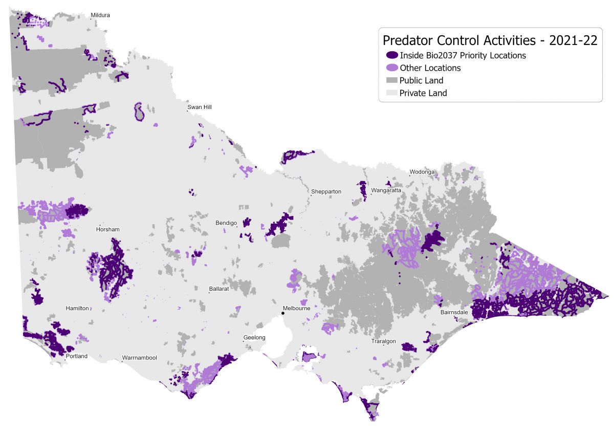 A map of Victoria, shaded with purple to indicate where pest predator control has been done in 2021-22