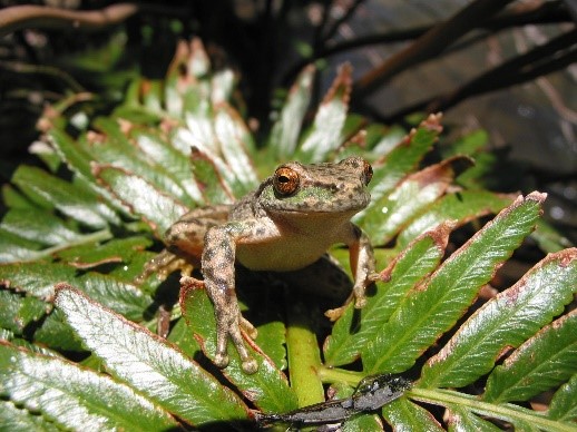 A small frog with mottled dark and light green skin and bronze eyes is perched on a plant with glossy green leaves