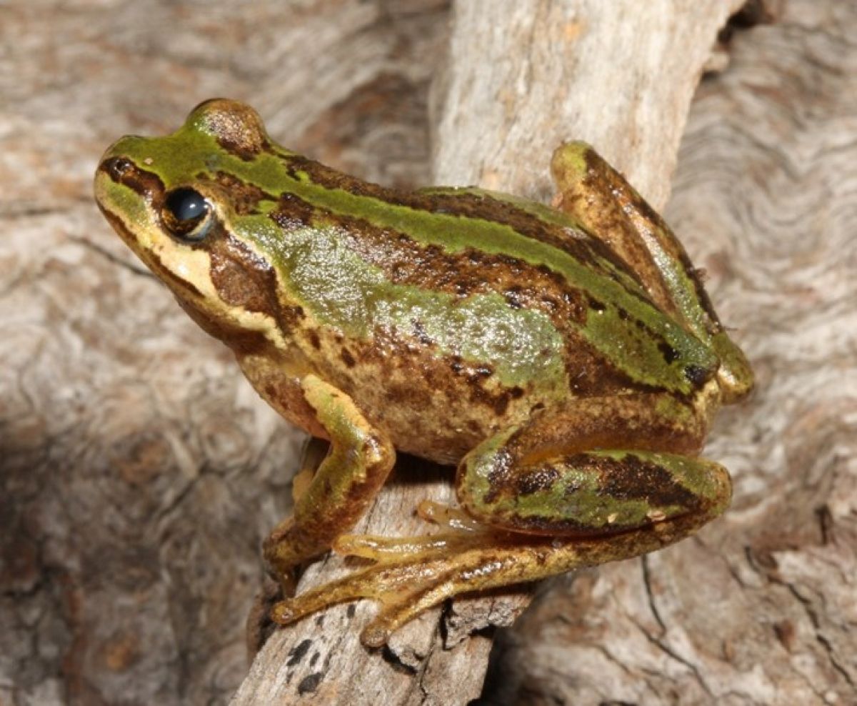 Alpine Tree Frog in a tree