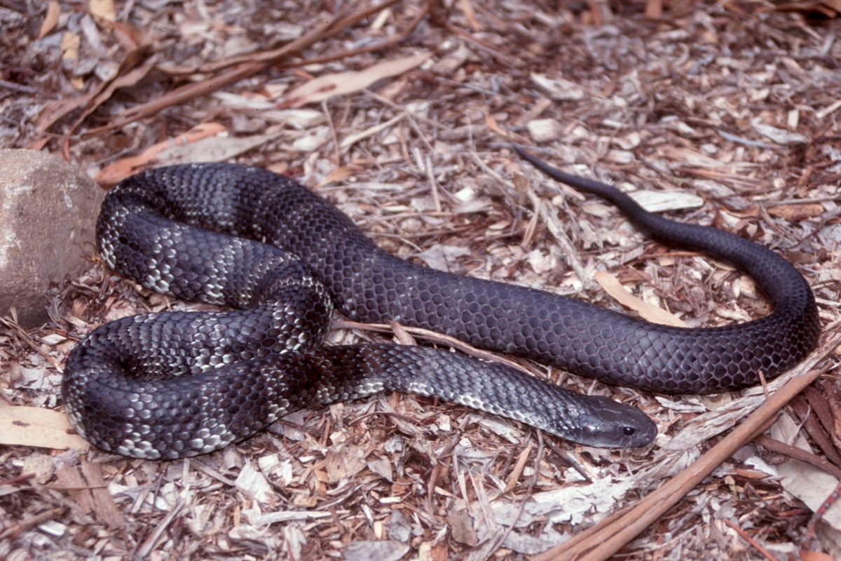 Tiger snake in dry bushland