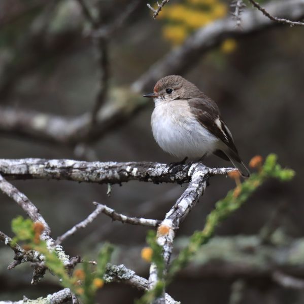 A small bird with a round white belly and dark olive green wings and head, perches on a moss-covered branch 