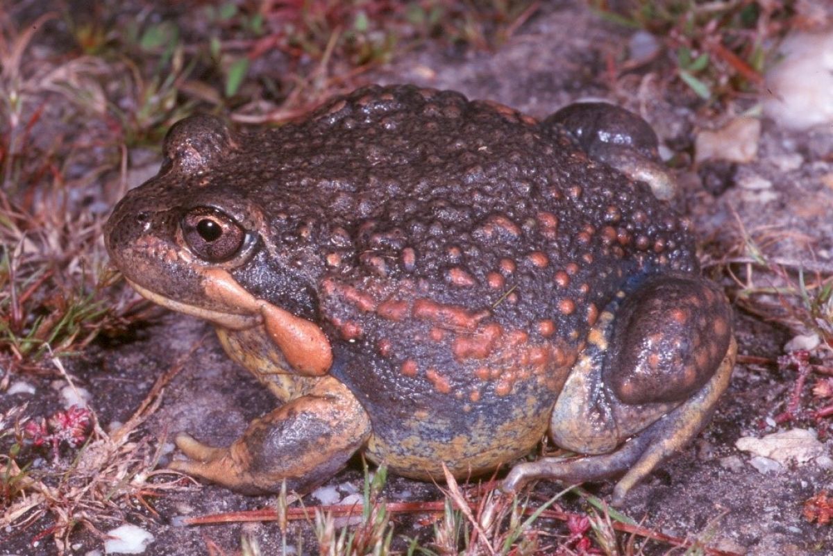 Pobblebonk frog 