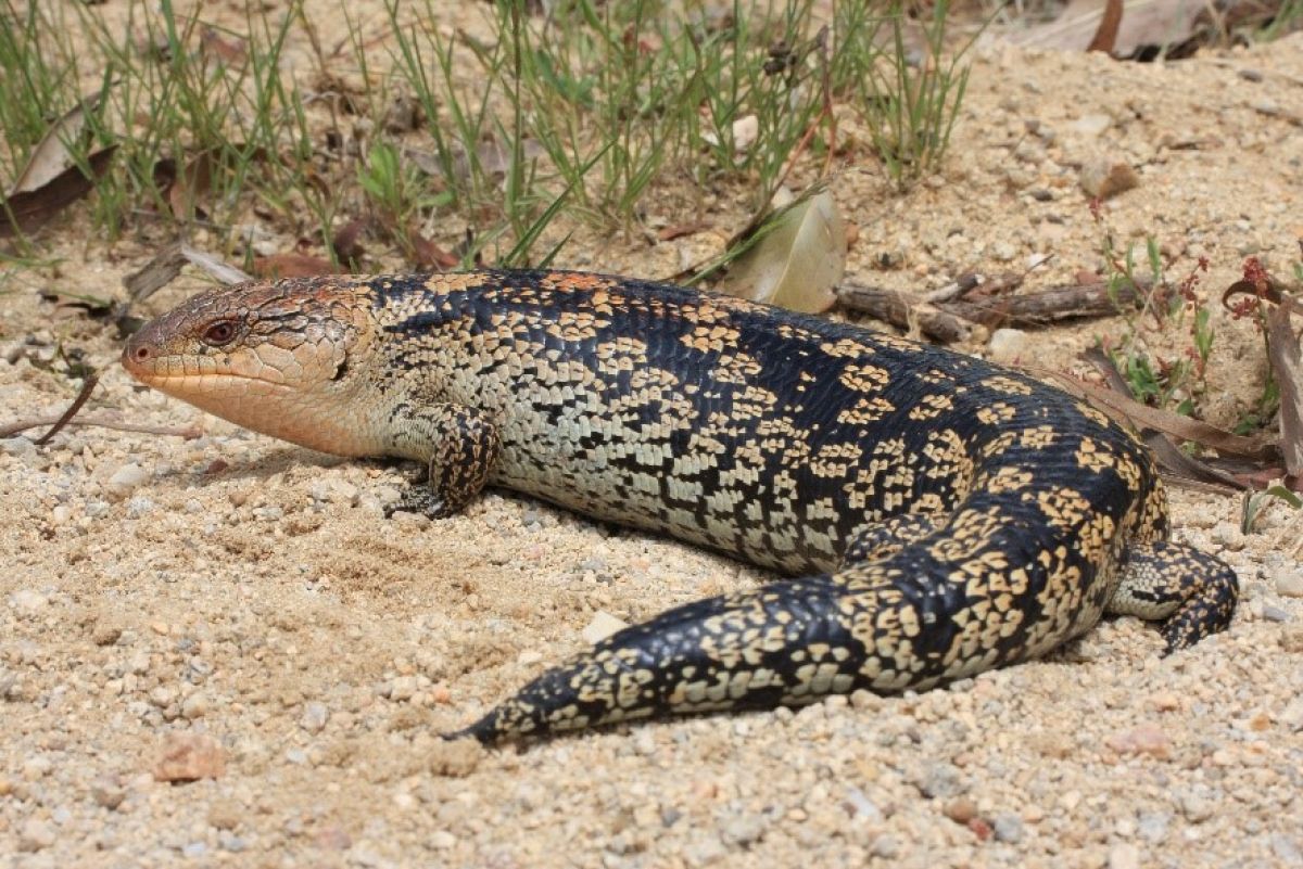 Blotched Blue-tongued in dessert environment