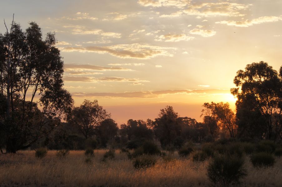 Landscape photo of a semi-arid, grassy open woodland, with the setting sun casting a warm golden light