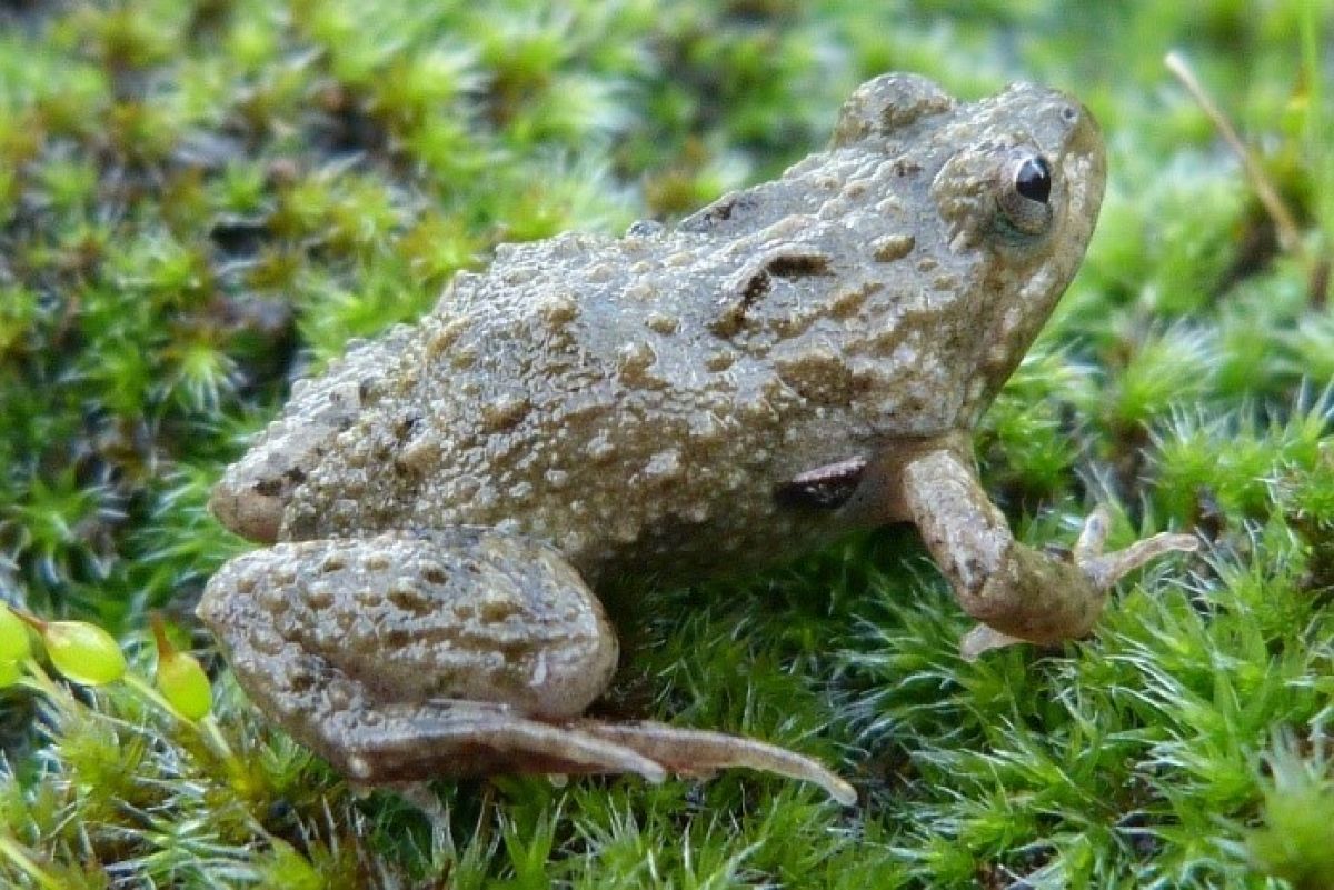 Sloanes froglet on grass