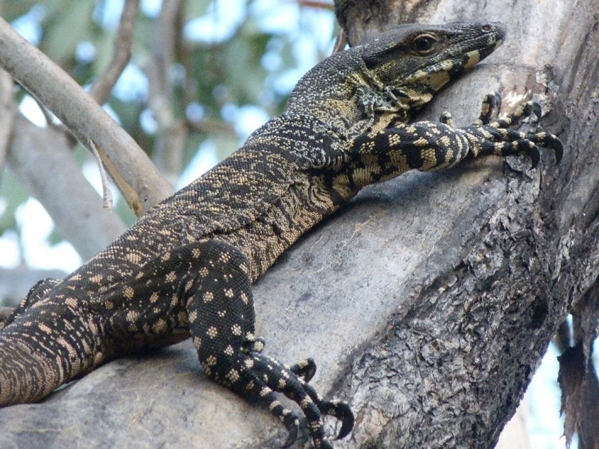 Lace Monitor climbing a tree