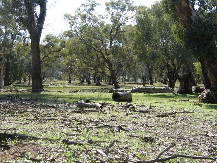 Fallen timber and woody debris in bushland