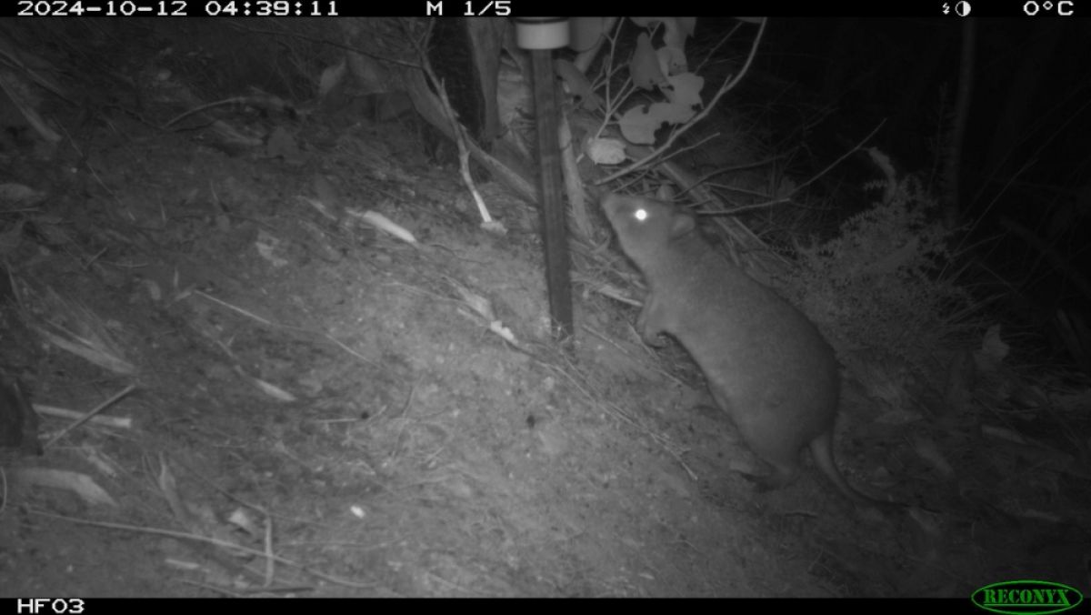 Night vision surveillance camera of a Long-footed potoroo