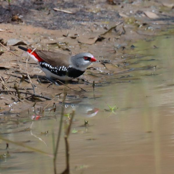 A small bird with a white belly, black and white speckled wings, olive green back and bright red tail, eyes and beak, perches in the muddy bank of a waterhole 