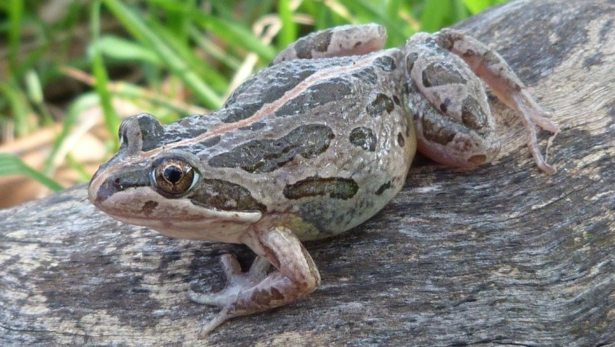 Spotted Marsh Frog on a long