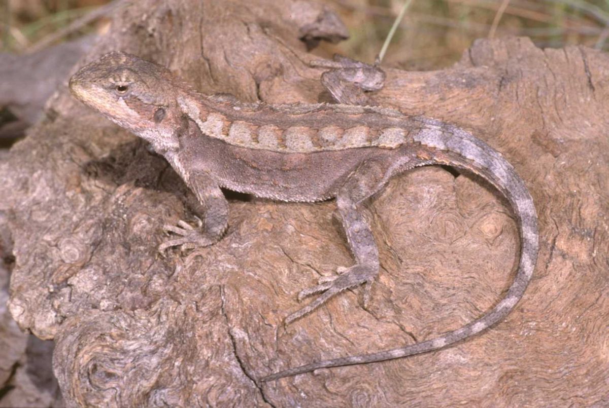 Mountain dragon on a rock