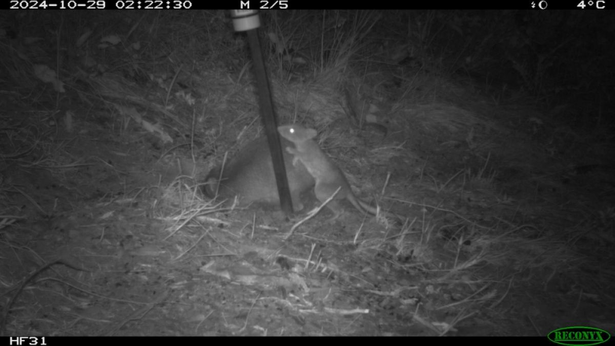 Night vision surveillance camera of a Long-footed potoroo