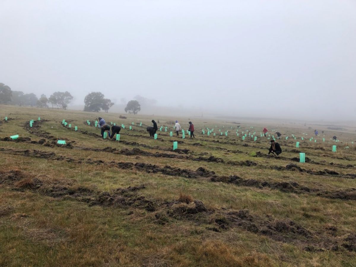 Several dozen people are planting trees on a gently sloping, grassy hillside, in the mist