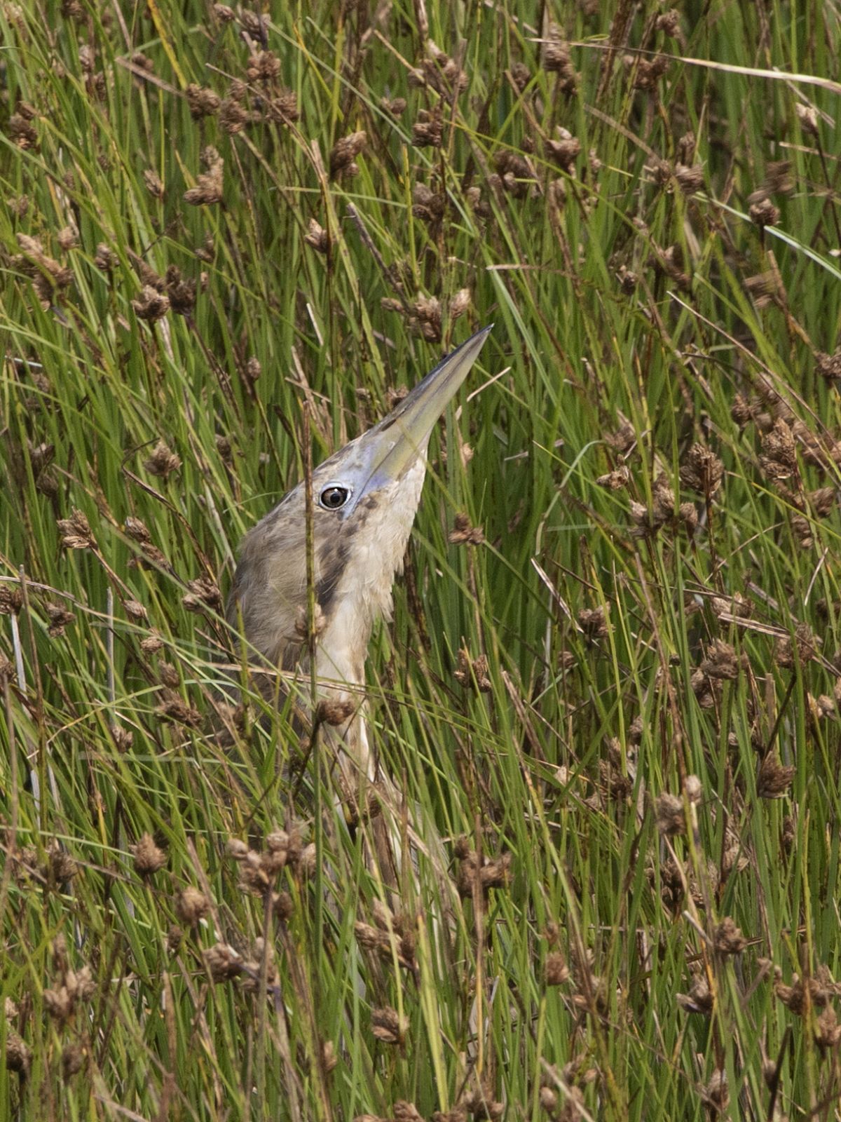 Austn bittern in long grass