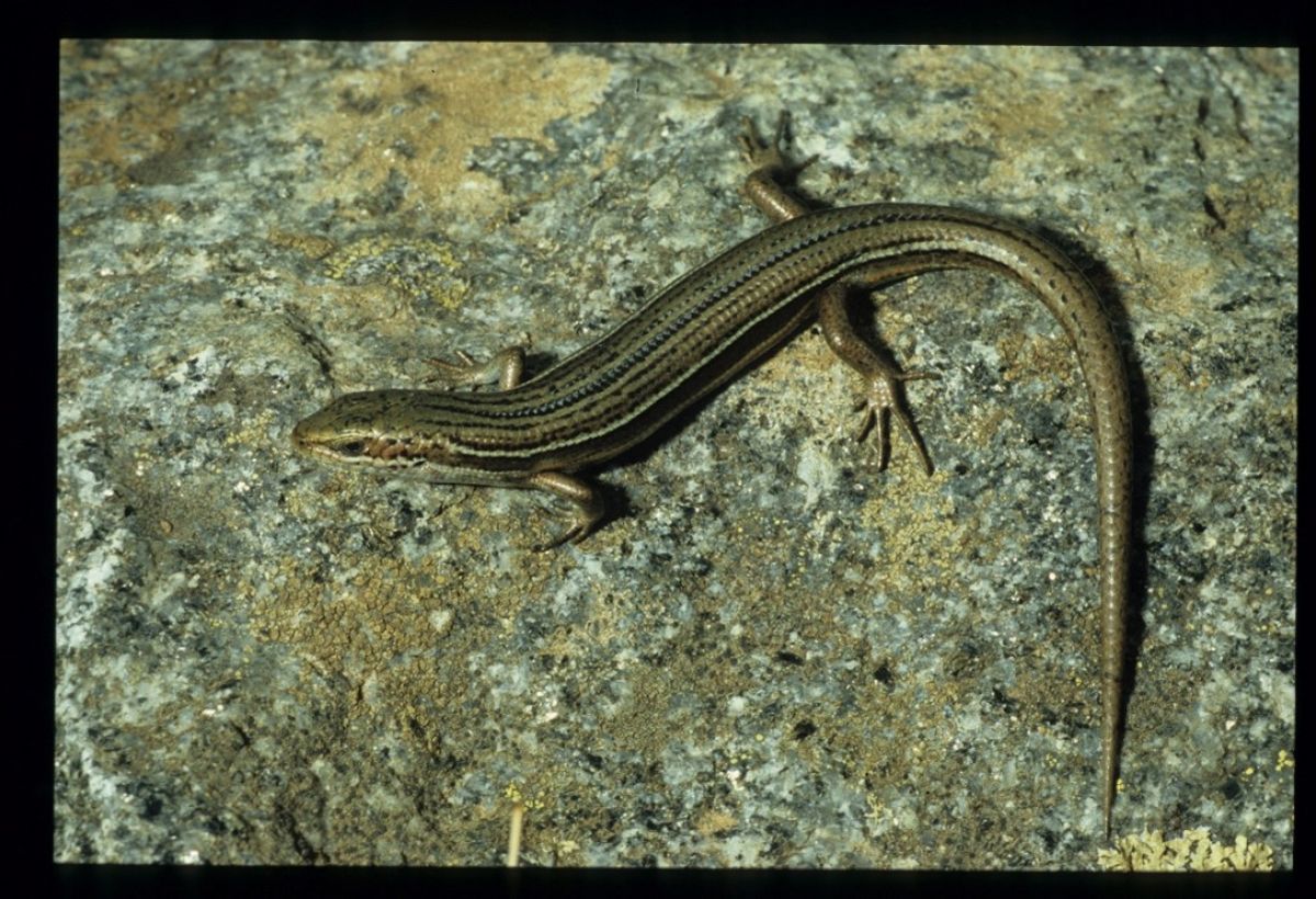 Tussock Skink on a rock