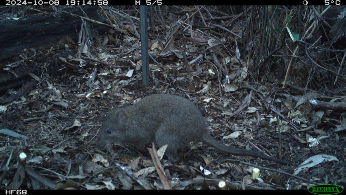 Surveillance camera image of a Long-footed potoroo