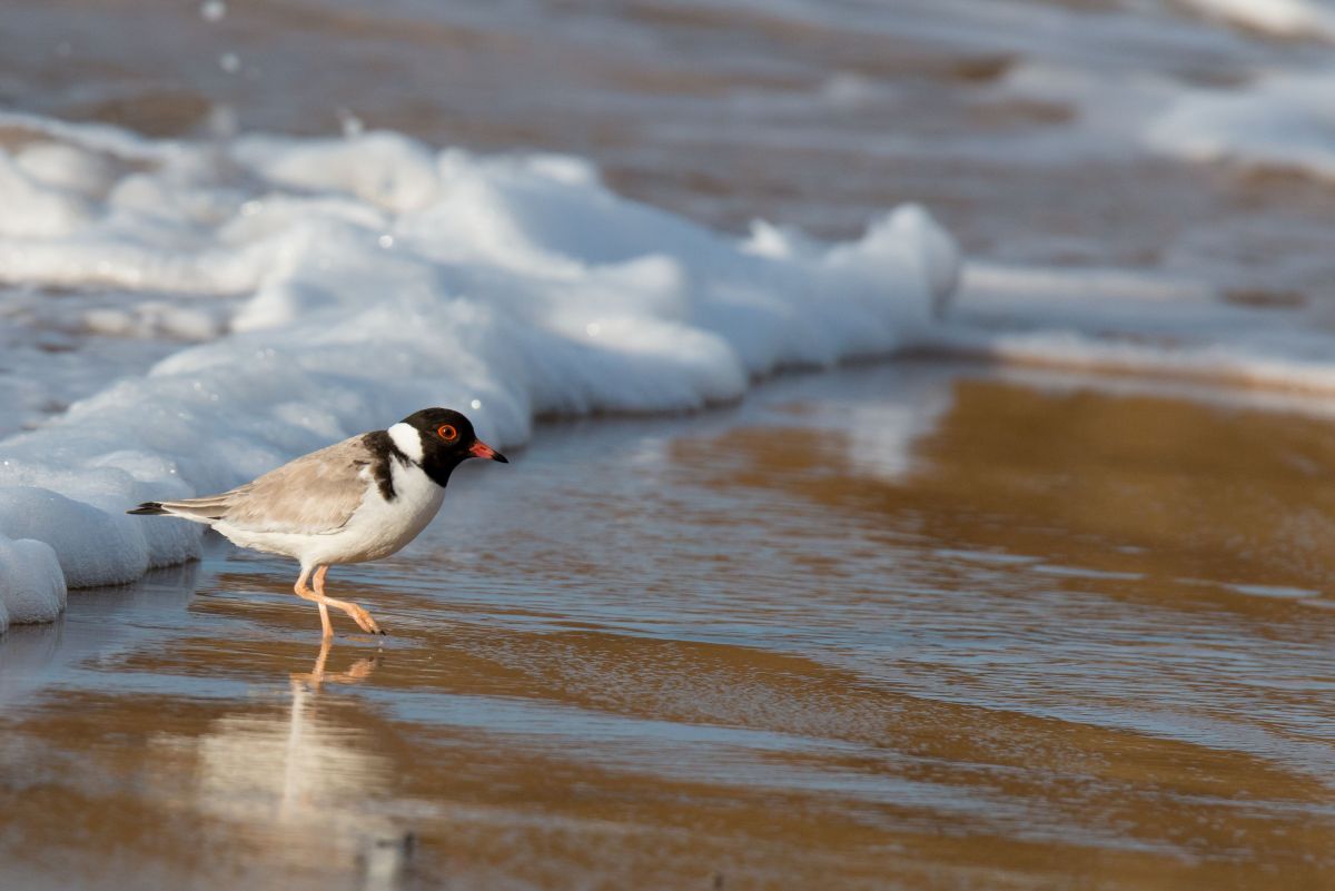 An adult Hooded Plover walking in front of a small wave in the tidal zone