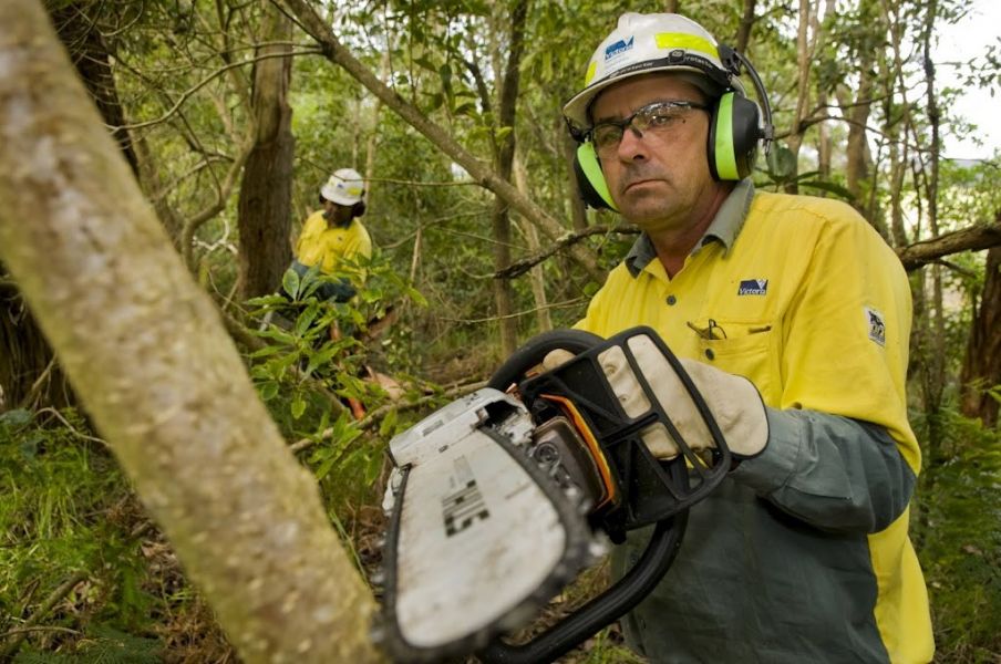 A man wearing a gold and green uniform is standing in a forest. He is using a chainsaw to cut down a woody weed.