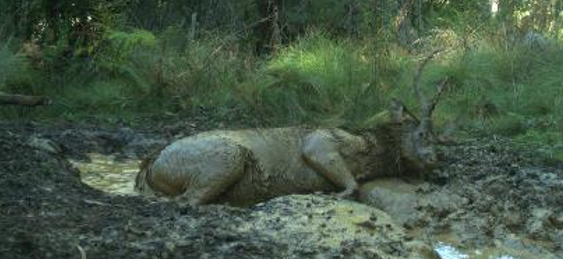 Deer stag in wallow pool covered in mud, in the Upper Snowy River area.