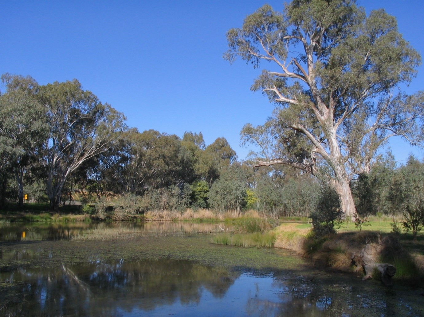 Image of wetlands