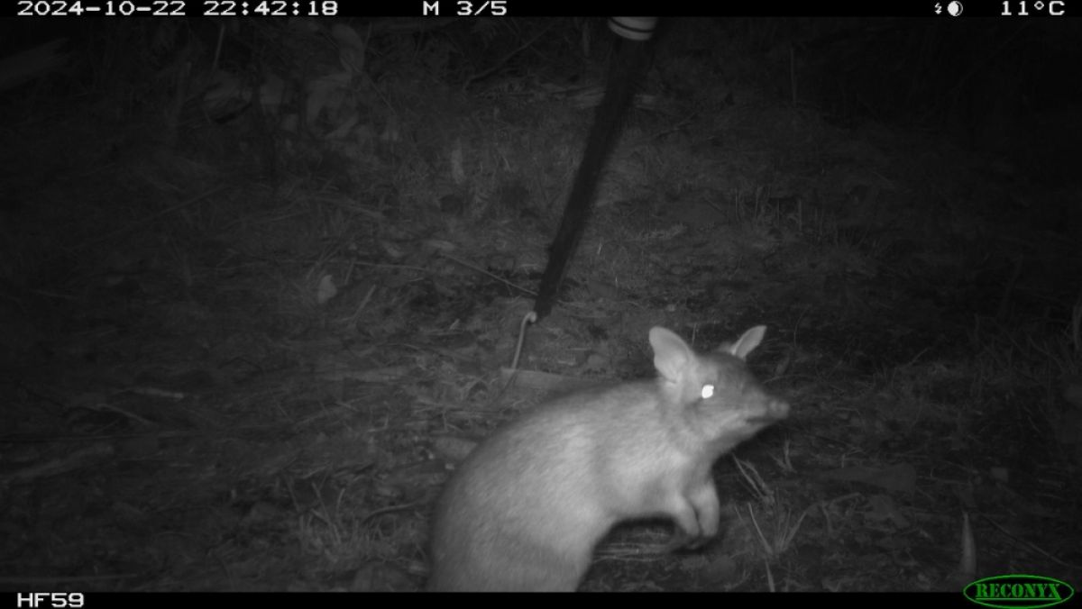 Long-nosed bandicoot on surveillance camera