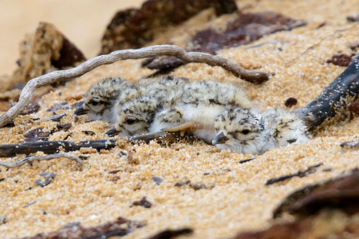 Two Hooded Plover chicks sitting in the sand