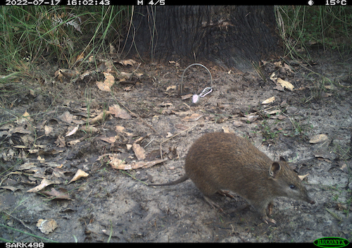 A Southern Brown Bandicoot captured on a field camera