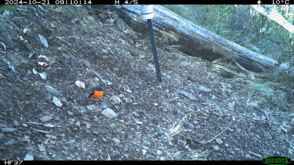 Flame robin on surveillance camera