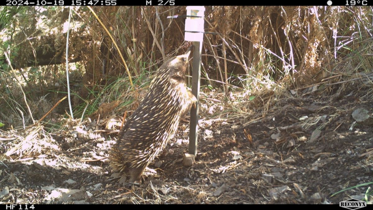 Echidna on surveillance camera