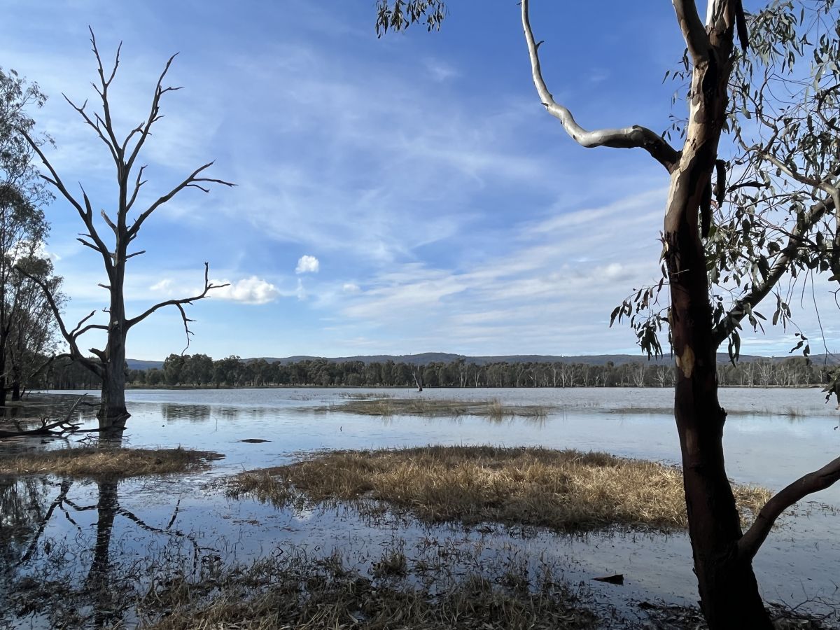 Deepwater Wetlands