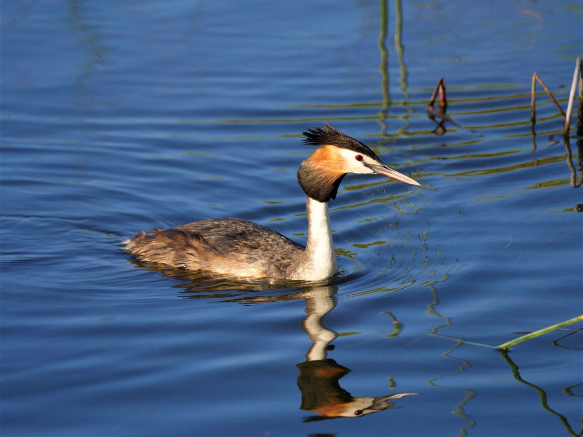 Great Crested Grebe sitting on the water