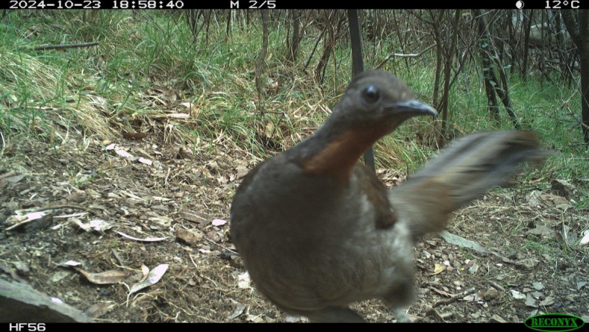 Superb lyrebird on surveillance camera