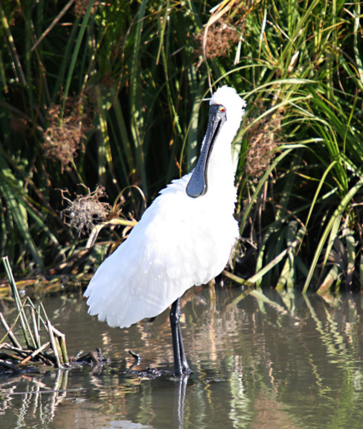 Royal spoonbill in shrubs  