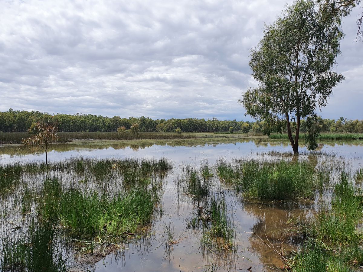 Shallow Wetlands