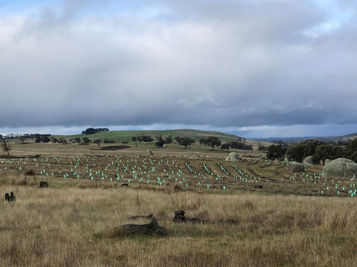 A gently sloping, grassy hillside with freshly planted saplings. In the background are mature trees of a Box-Ironbark forest.