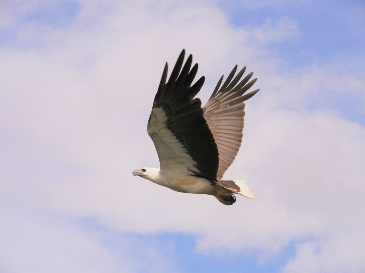 Flying White-bellied Sea Eagle