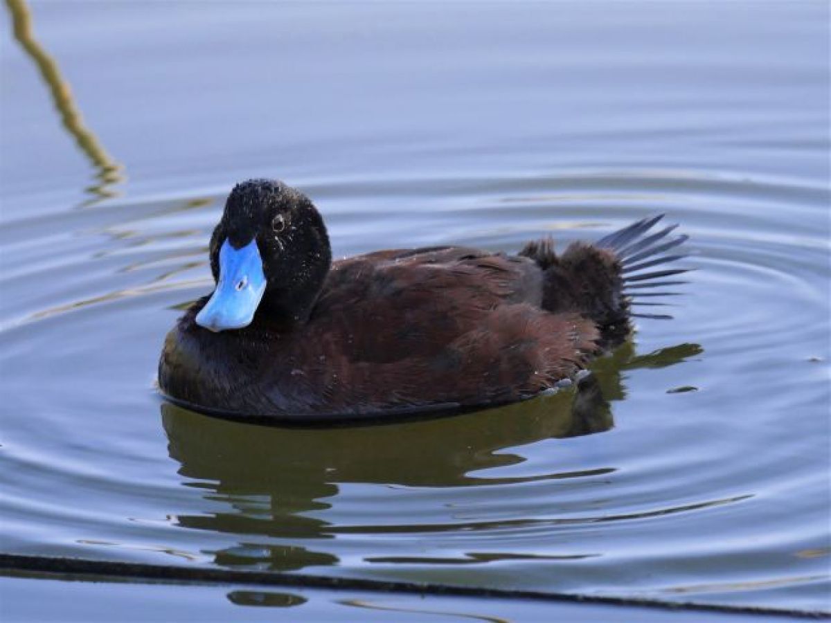 Blue-billed Duck in the water